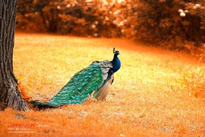 双方战平，亚冠比赛无胜负：平局也能成为传奇